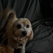 Home Owner wanting sitter in , Queensland