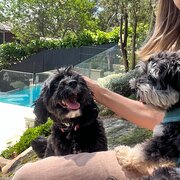 Home Owner wanting sitter in , New South Wales