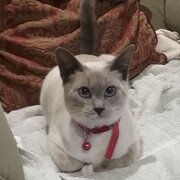 Home Owner wanting sitter in Ballarat, Victoria