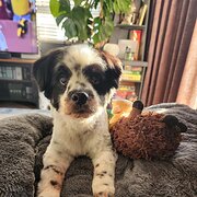 Home Owner wanting sitter in Brisbane City, Queensland
