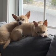 Home Owner wanting sitter in , New South Wales