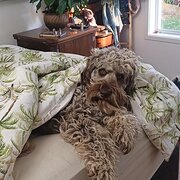 Home Owner wanting sitter in Tweed Heads / Coolangatta, New South Wales
