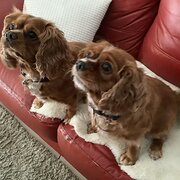 Home Owner wanting sitter in Perth, Western Australia