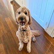 Home Owner wanting sitter in , Tasmania