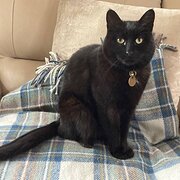 Home Owner wanting sitter in Melbourne, Victoria