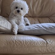 Home Owner wanting sitter in Hornsby , New South Wales