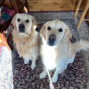 Home Owner wanting sitter in Canberra, Australian Capital Territory