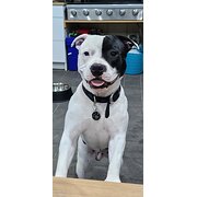 Home Owner wanting sitter in Perth , Western Australia