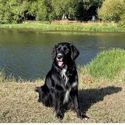 Home Owner wanting sitter in Ballarat, Victoria