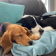 Home Owner wanting sitter in , South Australia
