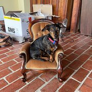 Home Owner wanting sitter in Melbourne, Victoria