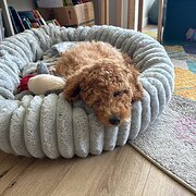 Home Owner wanting sitter in , Victoria