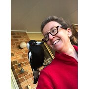 House Sitter - Chookster
