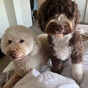 Home Owner wanting sitter in , Queensland