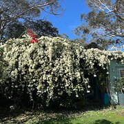 Home Owner wanting sitter in , New South Wales