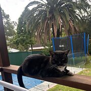 Home Owner wanting sitter in , New South Wales