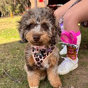 Home Owner wanting sitter in Perth , Western Australia