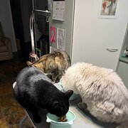 Home Owner wanting sitter in Kingswood, New South Wales