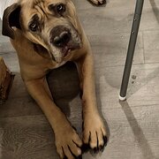 Home Owner wanting sitter in Clarkson, Western Australia