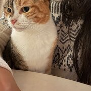 Home Owner wanting sitter in Melbourne , Victoria