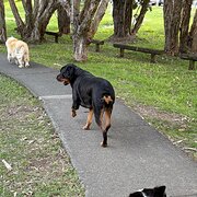 Home Owner wanting sitter in , Queensland