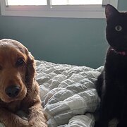 Home Owner wanting sitter in Brisbane, Queensland