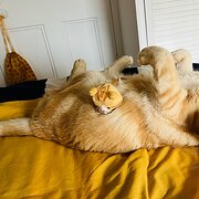 Home Owner wanting sitter in , Queensland