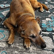 Home Owner wanting sitter in Brisbane, Queensland