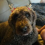 Home Owner wanting sitter in Adelaide , South Australia