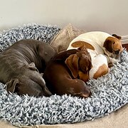 Home Owner wanting sitter in Brisbane, Queensland