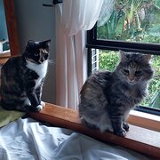 Home Owner wanting sitter in , Queensland
