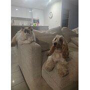 Home Owner wanting sitter in , Queensland