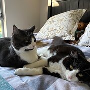 Home Owner wanting sitter in Adelaide, South Australia