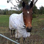 Home Owner wanting sitter in Forster NSW, New South Wales