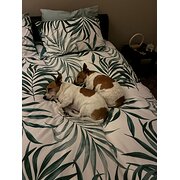 Home Owner wanting sitter in Ballarat , Victoria