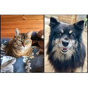 Home Owner wanting sitter in Launceston, Tasmania