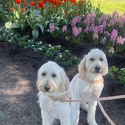 Home Owner wanting sitter in Nowra , New South Wales
