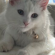 Home Owner wanting sitter in Melbourne, Victoria