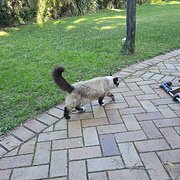 Home Owner wanting sitter in Sydney, New South Wales