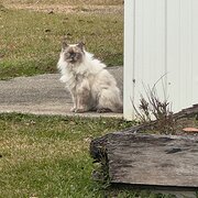 Home Owner wanting sitter in Coffs Harbour, New South Wales