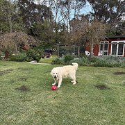 Home Owner wanting sitter in Sydney , New South Wales
