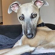 Home Owner wanting sitter in Adelaide, South Australia