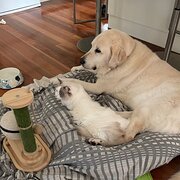 Home Owner wanting sitter in Brisbane , Queensland