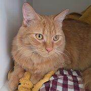 Home Owner wanting sitter in , Queensland