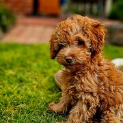 Home Owner wanting sitter in , Victoria