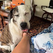 Home Owner wanting sitter in Bellbowrie, Queensland