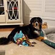 Home Owner wanting sitter in Salamander Bay, New South Wales