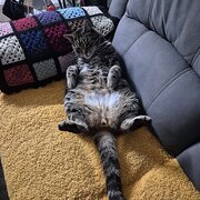 Home Owner wanting sitter in , New South Wales