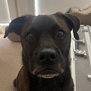 Home Owner wanting sitter in , Queensland