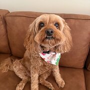 Home Owner wanting sitter in Sydney, New South Wales